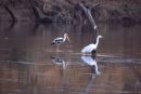Painted Stork and Egret in India